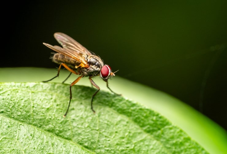 Mosca su una foglia